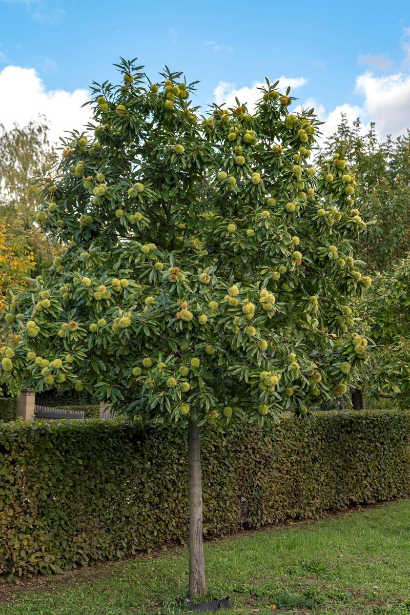 Edelkastanie Marroni